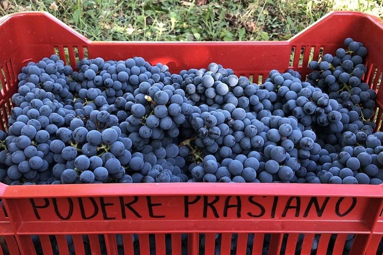 Agriturismo Podere Prasiano Marano sul Panaro Eksteriør billede